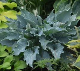 funkia-hosta-waterslide-bylina-ogrodowa-sadzonki-ozdobna-lisciasta