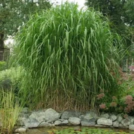 miskant-olbrzymi-miscanthus-giganteus-sadzonka-1l-p12