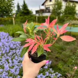 pieris-japonski-forest-flame-sadzonki-04l-przebarwia-liscie