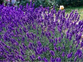 zestaw-10x-lawenda-hidcote-blue-strain-sadzonki-w-doniczce-05l