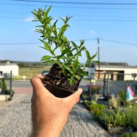 aster-niebieski-piekno-w-twoim-ogrodzie-przez-caly-sezon-sadzonki-04l