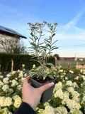 anafalis-trojnerwowy-sadzonka-05l-silver-wave-roslina-w-postaci-sadzonka-w-pojemniku-05-1l