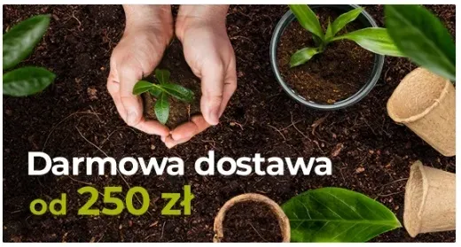 jablon-papierowka-2-315-roslina-w-postaci-sadzonka-w-balocie