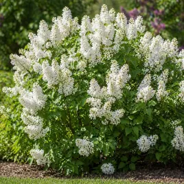 lilak-pospolity-rochester-syringa-vulgaris