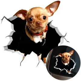naklejka-grafika-na-auto-zbita-szyba-wygladajacy-pies-chihuahua-dog-15x16