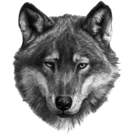 naklejka-na-samochod-glowa-wilka-wolf-wild-animal-12x15-druk