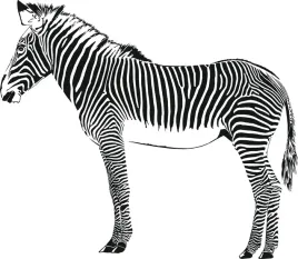 naklejka-na-sciane-zebra-duzy-motyw-115cm-x-100cm