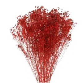 suszone-kwiaty-zarnowiec-broom-bloom-czerwony-bukiet