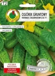ogorek-gruntowy-hermes-skierniewicki-f1-na-tasmie-6m-nswpt009