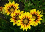 biopon-do-roslin-kwitnacych-05l-kod-producenta-1008