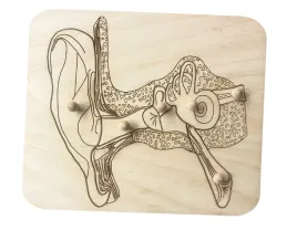 drewniane-puzzle-budowa-ucha