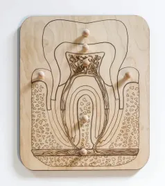 drewniane-puzzle-budowa-zeba