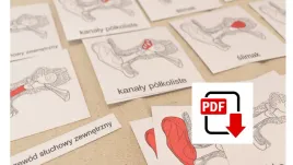 karty-trojdzielne-budowa-ucha-pdf