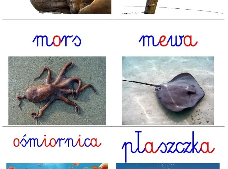 karty-edukacyjne-morze-pdf