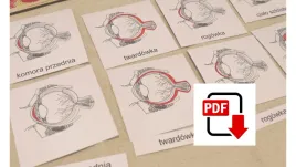 karty-trojdzielne-budowa-oka-pdf