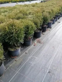 zywotnik-zachodni-hoseri-karlowa-odmiana