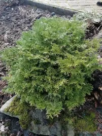 zywotnikowiec-japonski-nana-karlowa-odmiana