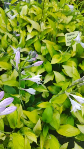 funkia-hosta-gold-standard-do-ogrodu-kolor-kwiatow-inny-kolor