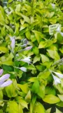 funkia-hosta-gold-standard-do-ogrodu-kolor-kwiatow-inny-kolor