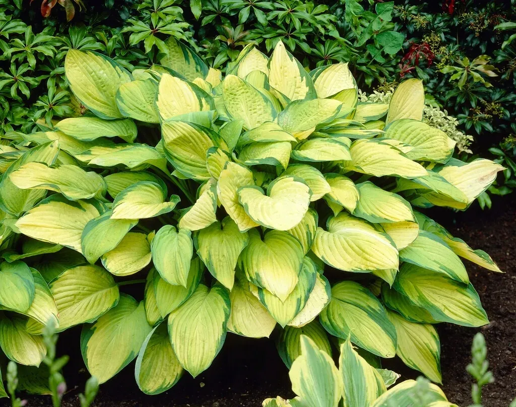 funkia-hosta-gold-standard-do-ogrodu