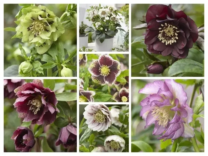 funkia-hosta-gold-standard-do-ogrodu-rodzaj-rosliny-inny