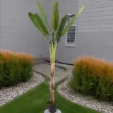 bananowiec-w-doniczce-280cm-stan-nowy