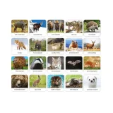 ssaki-polski-adamigo-memory-7752-czas-rozgrywki-do-30-minut