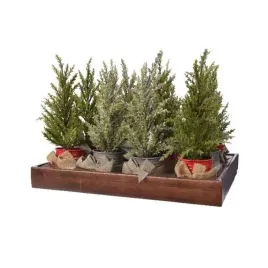 drzewko-mini-w-doniczce-zielono-biale-12x32cm