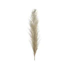 trawa-papasowa-naturalna-55cm