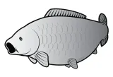 delphin-naklejka-kapor-silver