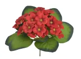 fiolek-afrykanski-18cm-czerwony-86can3021209-06