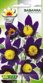 sasanka-ogrodowa-fioletowa-nasiona-02-g