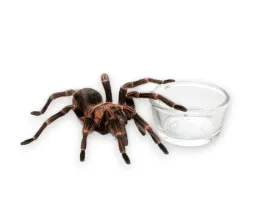 mala-miska-szklana-do-terrarium-glass-bowl-s