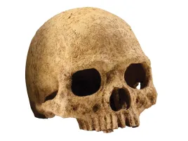 czaszka-malpy-jak-ludzka-primate-skull-exo-terra