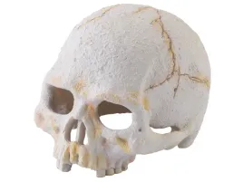 czaszka-ludzka-mini-primate-skull-exo-terra