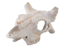 czaszka-bawola-mini-buffalo-skull-exo-terra