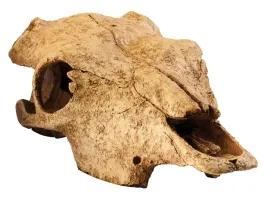 czaszka-bawola-buffalo-skull-exo-terra