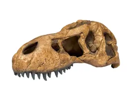 czaszka-tyranozaura-duza-t-rex-skull-exo-terra