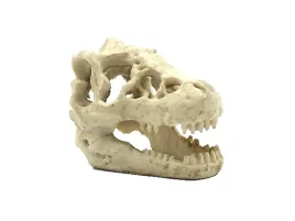 czaszka-dinozaura-16x11x9cm-reptile-nova