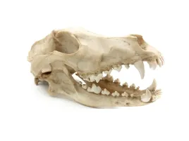 czaszka-wilka-27x13x135cm-reptile-nova