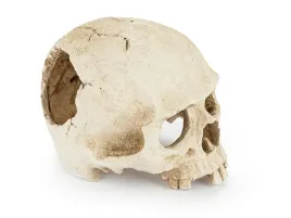 czaszka-jak-ludzka-do-terrarium-akwarium-happet