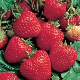 truskawka-korona-deserowa-bardzo-slodka-aromatyczna-sadzonka-p9