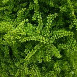 suchodrzew-chinski-niska-zimozielona-alternatywa-dla-bukszpanu-sadzonka-p9