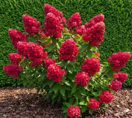 hortensja-magical-flame-plonace-czerwone-kwiaty-sztywne-pedy-sadzonka-p9