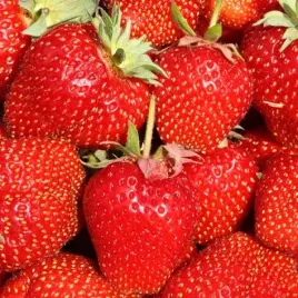 truskawka-honeoye-wczesna-deserowa-bardzo-slodka-sadzonka-p9