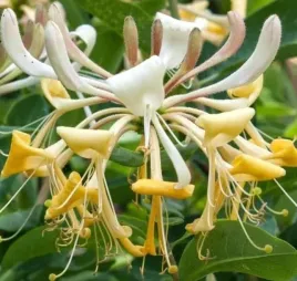 wiciokrzew-przewiercien-pnacze-ma-pachnace-kwiaty-szybki-wzrost-sadzonka-p9