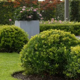 ostrokrzew-karbowanolistny-zimozielony-krze-do-formowania-sadzonka-p9