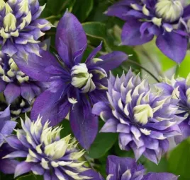 powojnik-taiga-clematis-o-egzotycznych-pelnych-kwiatach-sadzonka-p9