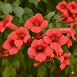 milin-flamenco-pnacze-wyjatkowe-czerwone-kwiaty-szybko-rosnie-sadzonka-p9