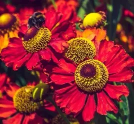 dzielzan-helena-red-shades-czerwony-miododajny-wysoki-sadzonka-p7